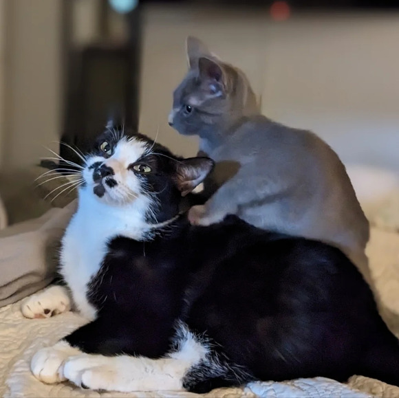 Mindset is everything cats ginger black tabby tin metal sign - Picture 6 of 7